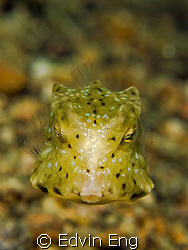 Want A Kiss? Taken in Anilao with Canon G9, Inon Z240 & l... by Edvin Eng 